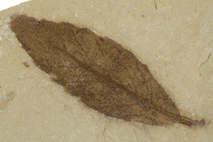 Fossil Leaf (Cedrelospermum) - Green River Formation, Utah #334307